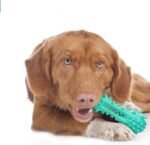 Toothbrush Dog Chew Toy, Stick Bone for Cleaning Dog Teeth, Toothbrush, Teething Chew Toys, Dental Oral Care for Small, Medium and Large Dogs (Blue) - Image 8