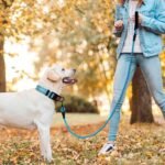 Reflective Nylon Dog Collar – Soft Neoprene Padded, Reflective and Adjustable - Dog Collars for Small Medium Large Dogs - Image 4