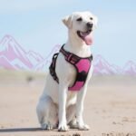 Eagloo Dog Harness No Pull, Walking Pet Harness with 2 Metal Rings and Handle, Adjustable Reflective Breathable Oxford Soft Easy Control Vest for Small Medium Large Dogs, Rose Red, L - Image 10