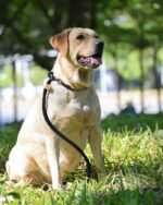 lynxking Slip Lead Dog Leash 6 FT x 1/2 inches Strong Heavy Duty Dog Rope Leash Braided Comfortable Handle for Small Medium Large Dogs - Image 9