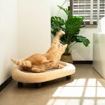 Cat Scratcher Bed, 19.7" Wide Large Cat Sofa with Scratching Pad for Indoor Cats, Flat Scratching Couch for All Seasons, Beige Color - Image 6