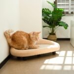 Cat Scratcher Bed, 19.7" Wide Large Cat Sofa with Scratching Pad for Indoor Cats, Flat Scratching Couch for All Seasons, Beige Color - Image 7