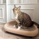Cat Scratcher Bed, 19.7" Wide Large Cat Sofa with Scratching Pad for Indoor Cats, Flat Scratching Couch for All Seasons, Beige Color - Image 10