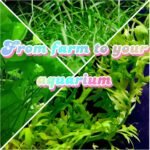 Live Aquatic Plants, Easy Aquarium Plants (Rotala rotundifolia) - Image 3