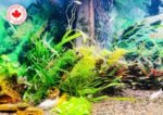 Live Aquatic Plants, Easy Aquarium Plants (Rotala rotundifolia) - Image 4