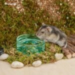Niteangel Hamster Feeding & Water Bowl: - Mount Fuji Series Glass Drinking Bowls for Dwarf Syrian Hamsters Gerbils Mice Rats or Other Similar-Sized Small Pets (Green, 50 ml) - Image 3