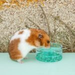 Niteangel Hamster Feeding & Water Bowl: - Mount Fuji Series Glass Drinking Bowls for Dwarf Syrian Hamsters Gerbils Mice Rats or Other Similar-Sized Small Pets (Green, 50 ml) - Image 5