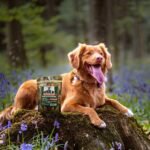 Hulk Pet 6-inch Bully Sticks for Dogs (Pack of 10) 225g Natural Scent & Long Lasting Dog Dental Chew Made of Beef Pizzle Sourced from Grass-Fed Cattle with No Artificial Flavor or Preservative - Image 3