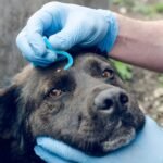 6 Pcs Tick Remover Tool Kit Painlessly Tick Removal Hooks（S M L）＆ Stainless Steel Tweezers ＆ Anti-Flea Lice Comb ＆ Magnifying Glass for Dogs Cats and Humans Lyme Prevention - Image 7