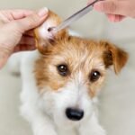 6 Pcs Tick Remover Tool Kit Painlessly Tick Removal Hooks（S M L）＆ Stainless Steel Tweezers ＆ Anti-Flea Lice Comb ＆ Magnifying Glass for Dogs Cats and Humans Lyme Prevention - Image 8