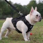 Tactical Dog Harness and Leash Set for Small Medium Large Dogs Reflective Pet Harness Waterproof Adjustable Dog Vest Handle Bag Night Easy Walk Hiking Training (Black, Small) - Image 7