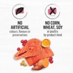 Beyond Grain Free Natural Dry Cat Food, Indoor Cat Wild-Caught Salmon & Egg - 2.26 kg Bag - Image 8