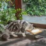 FUKUMARU Elevated Cat Ceramic Bowls, Small Dog 15° Tilted Raised Food Feeding Dishes, Solid Bamboo Water Stand Feeder Set for Cats and Puppy - Image 9