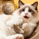 Rabbit Fur Ball Cat Toy, 3.9in Real Rabbit Cat Pom Pom Ball, Interactive Cats Toy with Catnip, Soft Fluffy Balls Toys for Indoor Cats Exercise - Image 8