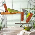 Parakeet Treats Sticks - 2 Pieces Nutritious Bird Snacks, Chewing and Foraging Food | Training Reward Treats for Parrot, Myna, Finch, Conure, Cockatiel, Small Pet Bird, Healthy Snack for Daily Feeding - Image 3
