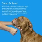 DNA MY DOG – Vet-Recommended & Accurate Allergy Test for Itchy, Sensitive Dogs | Cheek Swab – Gold Standard Testing | Tests Common Food & Environmental Allergens | Custom Report with Recommendations - Image 4