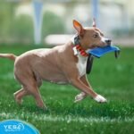 Dog Bite Tug Toy - 30x9 cm - Durable Blue Pull Toy with 2 Soft & Strong Handles - Tough Nylon Bite Pillow for Small to Medium Dogs - Ideal for Tug of War, Fetch, Puppy Training - by Yes4Quality - Image 10