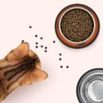 Andiker Cat Bowl for Food and Water, 2PCS Durable Stainless Steel Cat Bowl with Anti-Overturn Removable Rubber Ring Not Fragile&Easily Clean Cat Wet Food Bowl in Cute Pattern (Orange+Grey) - Image 5