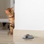 Andiker Cat Bowl for Food and Water, 2PCS Durable Stainless Steel Cat Bowl with Anti-Overturn Removable Rubber Ring Not Fragile&Easily Clean Cat Wet Food Bowl in Cute Pattern (Orange+Grey) - Image 7