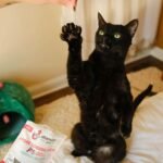 Shamless Pets More Lobster, Cheese Crunchy Cat Treats, Seafood Flavour, Dry Cat Treats - Image 8