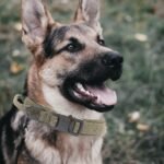 Tactical Dog Collar, Military Nylon Dog Collar Thick with Handle Dog Collars Adjustable Heavy Duty Metal Buckle for Dog Training (Green, M) - Image 6