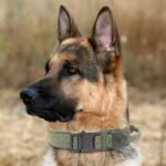 Tactical Dog Collar, Military Nylon Dog Collar Thick with Handle Dog Collars Adjustable Heavy Duty Metal Buckle for Dog Training (Green, M) - Image 7