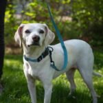 Voyager Reflective Dog Leash with Neoprene Handle, 5ft Long, Supports Small, Medium, and Large Breed Puppies, Cute and Heavy Duty for Walking, Running, and Training - Baby Blue (Leash), S - Image 6