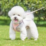 Dog Harness for Small Dogs Leashes Set,Soft No Pull Adjustable Breathable Mesh Leash and Harness Vest Belt for Puppy,Small,Medium Dogs and Cats(XXS-PK) - Image 7