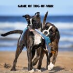 Nocciola No Stuffing EEL Dog Squeaky Toys - Snuffle Dog Toys for Stimulating, Durable Dog Toys for Small Medium Large Dogs, Tough Dog Toys for Aggressive Chewers, Dog Puzzle Toys for IQ Training - Image 7