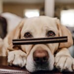 Shameless Pets Tooth Berry Dental Sticks, Oral Care, Dental Dog Treats, Improves Bad Dog Breath - Image 9