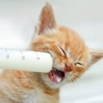 12PCS 20ML Plastic Sterile Syringe with Cap and Tubes 2*50cm Disposable Individual Wrap Syringe without Needles for Scientific Labs Feeding Pet Measuring Liquids and Glue Applicator - Image 8