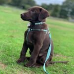 Pawtitas Reflective Step-in Dog Harness – Adjustable No-Pull Vest for Puppies to Seniors, Safe & Comfortable, S Teal - Image 3