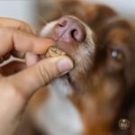 Bully Bunches Freeze Dried Beef Liver Dog Treats - Human Grade, Natural Single Ingredient, High Protein Training Treats for Dogs & Puppies, Grain Free - 100g - Image 9