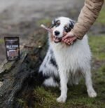 Bully Sticks for Dogs 12 Inch Thick – 5 Pack – Premium Thick-Cut Beef Chews – Long-Lasting for Medium & Large Dogs – 100% Natural Single-Ingredient – Fully Digestible Dental Chew - Image 5