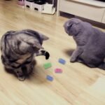 44 Pcs Cat Toys for Indoor Cats with Cat Wand Toys Feather Toys Crinkle Balls Springs & Silvervine Sticks Interactive Variety Set for Cats (Medium, Cat Toys) - Image 4