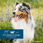 Wondercide - Flea & Tick Dog Spot On - Flea, Tick, and Mosquito Repellent, Prevention for Dogs with Natural Essential Oils - Up to 3 Months Protection - Medium 3 Tubes of 0.10 oz - Image 5