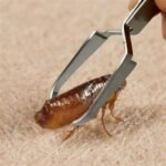 Stainless steel tick tweezers 11.5 cm pet flea treatment tick removal tool set fork tweezers clamps​​Dog cat supplies Industrial tweezers - Image 6