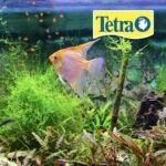 Tetra Pro Tropical Crisps, Fish Food, Nutritious Formula with Biotin, 190g - Image 3