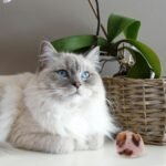 NOLITOY 6pcs Cat Pom Pom Balls, 1.97in Leopard Print Furry Cat Toys Balls for Kitten Pet Interactive Chasing Playing Exercising - Image 3