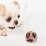 NOLITOY 6pcs Cat Pom Pom Balls, 1.97in Leopard Print Furry Cat Toys Balls for Kitten Pet Interactive Chasing Playing Exercising - Image 4