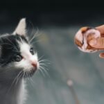 NOLITOY 6pcs Cat Pom Pom Balls, 1.97in Leopard Print Furry Cat Toys Balls for Kitten Pet Interactive Chasing Playing Exercising - Image 6