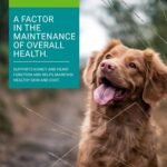 Vetoquinol Allerg-3 Capsules – Veterinary Health Product – Omega-3 Fatty Acid Nutritional Supplement for Pets - Large Breeds, 250 Capsules - Image 4