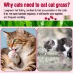 HavenJanny Freezed-Dried Cat Grass Treats, Catgrass Cranberry Duo Bites, Cat Dental Treats for Hairball Control and Urinary Tract Support, Cats Teething Stick - Image 9