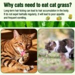HavenJanny Freezed-Dried Cat Grass Treats, Catgrass Egg Yolk Duo Bites, Cat Dental Treats for Hairball Control and Healthy Coat, Cats Teething Stick (60g, EggYolk) - Image 6
