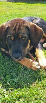 Bully Bunches All Natural 6 Inch Beef Jerky Sticks – Soft and Crunchy Gullet Chews - Odour Free, Rawhide Free, Chemical Free – Safe, Healthy and Nutritious Dog Treats for Light Chewers, 40 Pk - Image 6