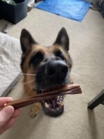 Bully Bunches All Natural 6 Inch Beef Jerky Sticks – Soft and Crunchy Gullet Chews - Odour Free, Rawhide Free, Chemical Free – Safe, Healthy and Nutritious Dog Treats for Light Chewers, 40 Pk - Image 7