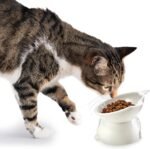 Tilted Elevated Cat Food Bowl - White/Grey - 2 Pc - Anti Vomit Raised Pet Bowl for Cats and Small Dogs - 100% Recycled Plastic - Image 5