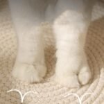 Cat Bed Handwoven Rope Cotton Basket for Cats Breathable Cat Pad Beds Round Indoor Pet Bed with Comb Toy Tail Washable for Small and Large Cats & Dogs Puppy Kitten (L) - Image 6