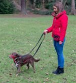 Halti Control Leash - Multifunctional Double-Ended Dog Leash with 2 Handles. Ideal for Anti-Pulling Dog Training. Lightweight & Durable. Suitable for Dogs & Puppies (Size Large, Black, 2m) - Image 5