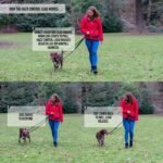 Halti Control Leash - Multifunctional Double-Ended Dog Leash with 2 Handles. Ideal for Anti-Pulling Dog Training. Lightweight & Durable. Suitable for Dogs & Puppies (Size Large, Black, 2m) - Image 6